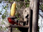 Link to Cardinal at Critter Corn Feeder (00:34) by McGee Designs