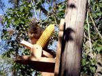 Link to Squirrel Sitting Eating at Critter Corn Feeder (00:32) by McGee Designs
