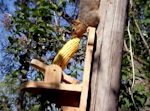 Link to Squirrel Eating From Above at Critter Corn Feeder (00:35) by McGee Designs
