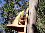 Link to Squirrel Finding Eating Spot at Critter Corn Feeder (00:37) by McGee Designs